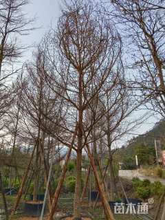 15公分小叶榄仁