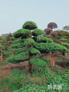 移栽苗造型罗汉松