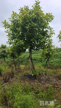 高度500厘米富贵榕