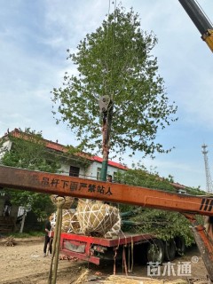 15公分美国红枫