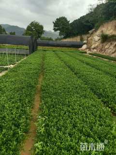 高度25厘米小叶栀子