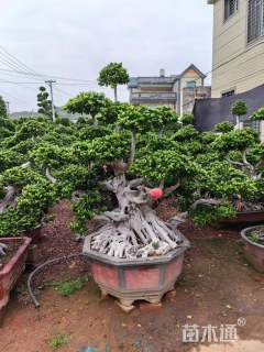 50公分造型小叶榕