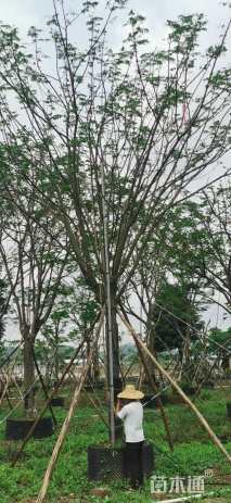 25公分凤凰木