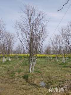 80公分丛生乌桕