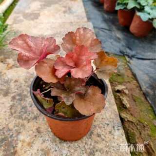 高度15厘米矾根