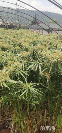 高度80厘米旱伞草