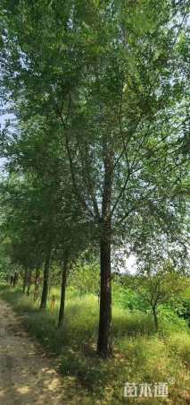 28公分榆树