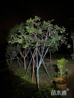 高度2000厘米小叶黄杨