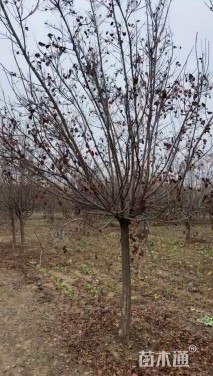 10.公分美国红栌