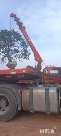 高度500厘米丛生胡柚