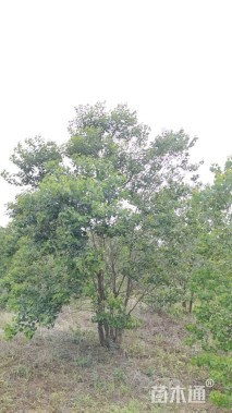 40公分(5杆)丛生乌桕