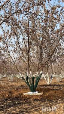 高度700厘米丛生茶条槭