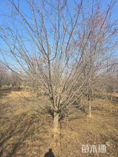 12公分北美海棠