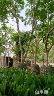 15公分海南黄花梨