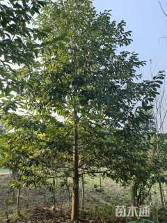 16公分乐昌含笑