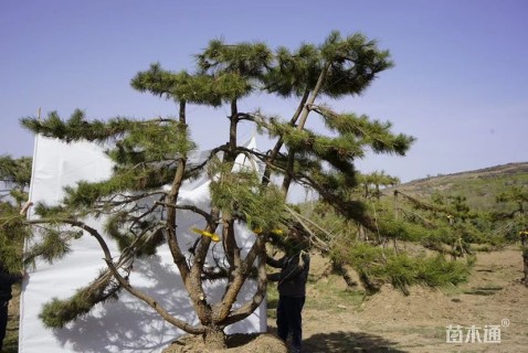 22公分造型油松