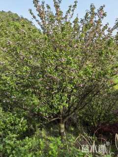 25公分日本晚樱