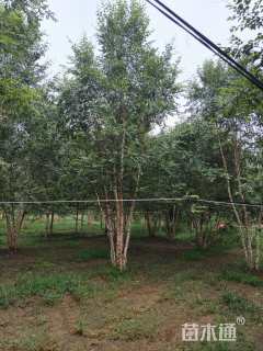 高度800厘米丛生河桦