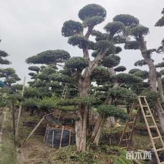 28公分造型榔榆