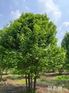 高度500厘米丛生美国红枫