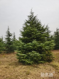 高度600厘米雪松