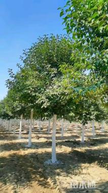 12公分大叶女贞