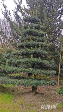 容器苗造型罗汉松