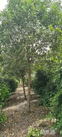 12公分大叶女贞