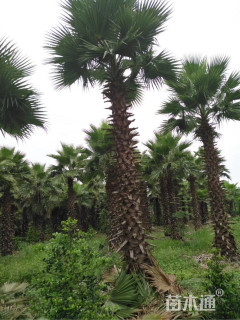 裸干高300厘米华盛顿椰子