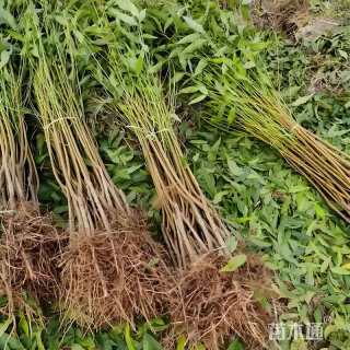 高度60厘米桃树小苗