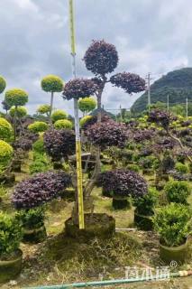 高度150厘米金姬水蜡