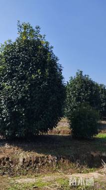 高度420厘米中华石楠