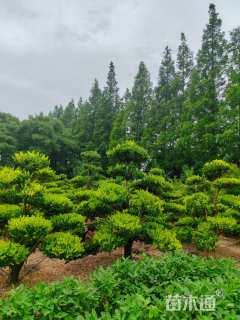 12公分造型黄杨