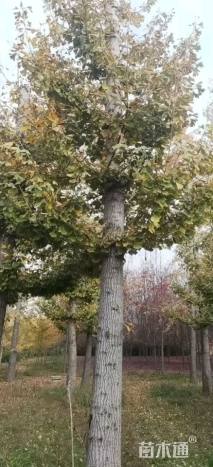 24公分金叶银杏