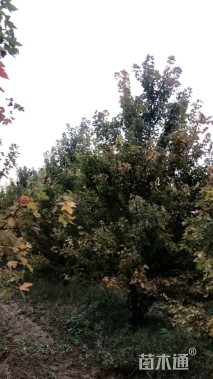 600厘米丛生美国红枫