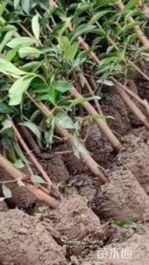 高度50厘米青珊瑚