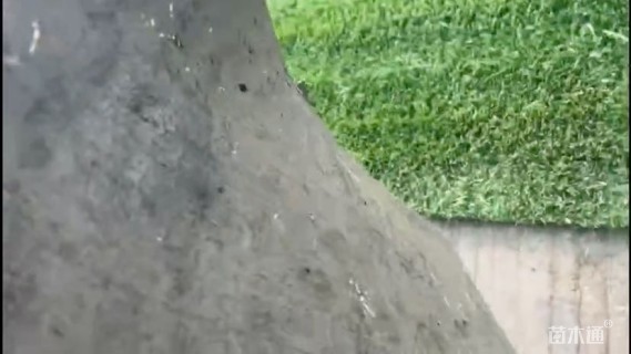 草毯状马尼拉草