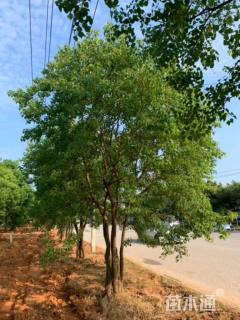 45公分丛生乌桕