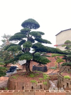 移栽苗造型罗汉松