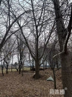 45公分嫁接银杏