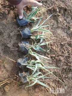 高度50厘米花叶芦竹