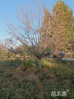 15公分绚丽海棠