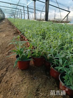 高度20厘米墨西哥鼠尾草