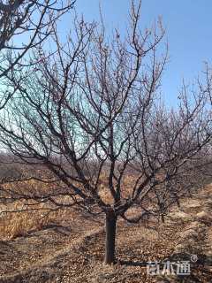 高度500550厘米山杏小苗