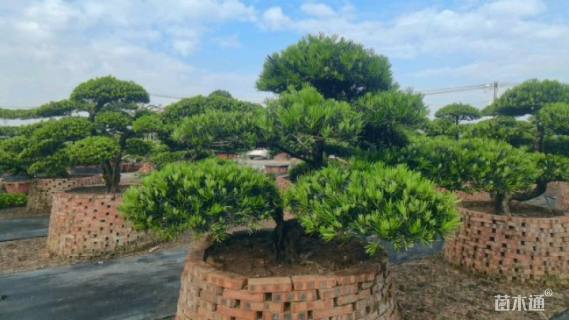 移栽苗造型罗汉松