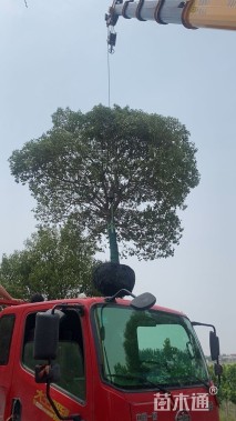 25公分大叶女贞