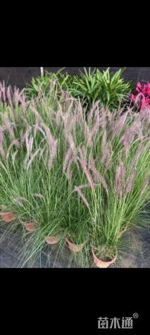 高度100厘米羽绒狼尾草