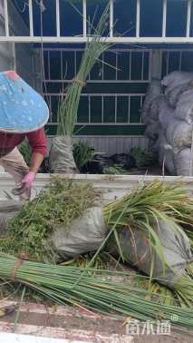 高度100厘米花叶水葱