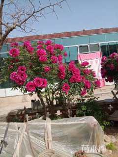 高度2.3厘米紫斑牡丹