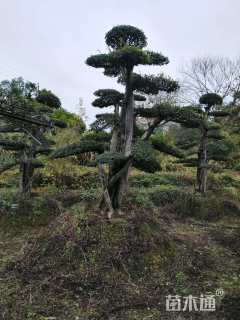 25公分造型榔榆